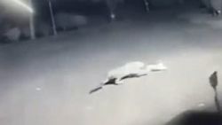 Hindistan'da bir leopar sokaktaki köpeği yakaladı İZLE