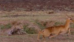 Leopar avladığı impalayı elinden kaçırdı
