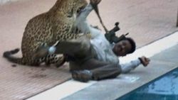 Hindistan'da okula leopar girdi İZLE