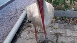 Görme yetisini kaybeden leylek tedaviye alındı