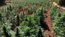 Diyarbakır'daki operasyonun bilançosu