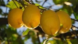 Limonun fiyatı 75 kuruşa düştü