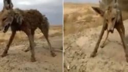 Suudi Arabistan'da tilki ayakta dondu İZLE