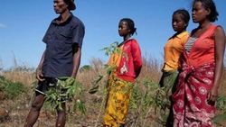 Madagaskar'da kuraklıktan 103 kişi öldü