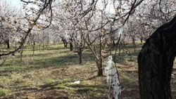 Malatya'da kayısıyı don vurdu