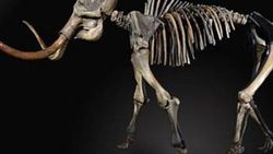 İngiltere'de 50 bin yıllık mamut 300 bin dolara satıldı