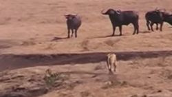 Afrika mandası yavrusunu aslanlardan korudu