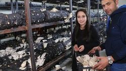 İstiridye mantarı için İstanbul'dan köylerine döndüler