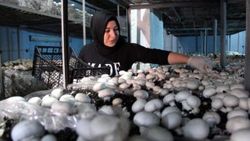 Evinde yetiştirdiği mantarlardan 60 bin lira kazanıyor