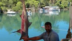 Marmaris'te oltaya köpek balığı takıldı