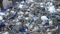 Edirne'de balıkçılar 1 ton mavi yengeç yakaladı