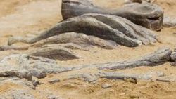 Meksika'da yeni bir dinozor fosili bulundu