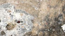 Suriye'den atılan uçaksavar mermisi Akçakale'ye düştü