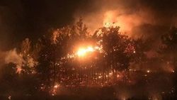 Mersin'de ağaçlık alanda yangın