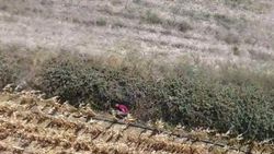 Hapishaneden kaçan firari drone ile yakalandı