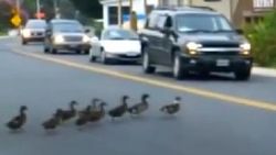 Şaşkın ördekler trafiği alt üst etti