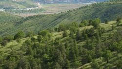 Ormanlarda kadastro çalışmaları tamamlanıyor