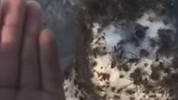 ABD'de örümcekler otoyolu işgal etti