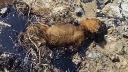 Zifte yapışan yavru köpeği itfaiye kurtardı