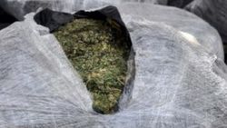 Polisin şüphelendiği araçta 233 kilo esrar
