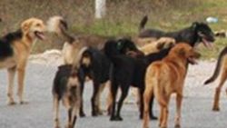 Yunanistan'da Oxford profesörünü köpekler parçaladı