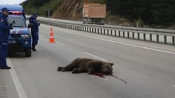 Kastamonu'da aracın çarptığı bozayı öldü