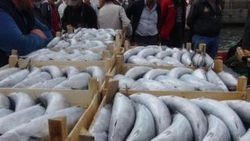 Palamut bereketi 25 yıl önce de böyle yaşanmıştı
