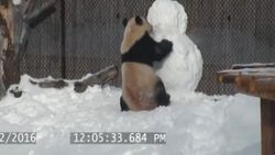Pandanın kardan adamla eğlenceli anları