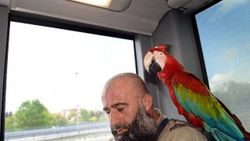 Sahibiyle metrobüse binen papağan Allah diyor