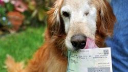 Karnı acıkan köpek 500 dolar yedi