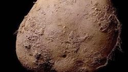 Patates fotoğrafına 1 milyon euro verdi