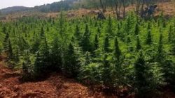 Diyarbakır'da 280 kilo esrar ele geçirildi