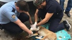 Polis, yaralı köpeği kurtardı