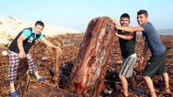 Mersin'de denizden odun topladılar