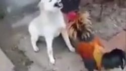Köpeği döven psikopat horoz