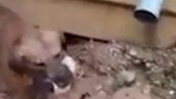 Delikten çıkamayan yavrusunu kurtaran anne köpek
