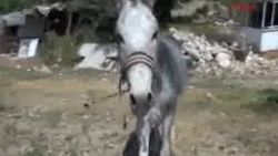 Eşek, sahibinin parmağını ısırarak kopardı