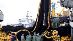 Akçakoca'da balıkçılar 4 günde 500 ton hamsi avladı