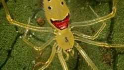 Pareidolia nedir