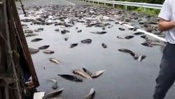 Çin'de otobanı balıklar kapladı