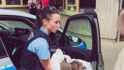 Almanya'da polise sarhoş kirpi ihbarı