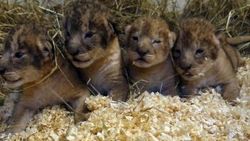 İsveç'te aslan katliamı