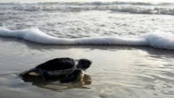 Caretta carettaların zorlu yolculuğu