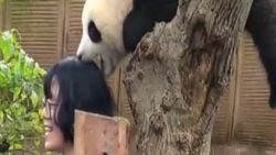 Selfie'den hoşlanmayan sevimli panda