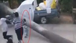 Devrilen dev ağaç küçük çocuğu teğet geçti