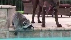 Köpeği suya girmesi için cesaretlendiren rakun