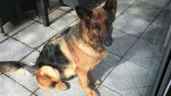 Almanya'da kaybolan köpek İsviçre'de bulundu
