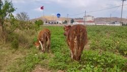 Menfezde sıkışan 4 dana kurtarıldı