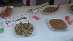 Kadıköy'de vatandaşlara böcek ikram ettiler