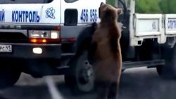 Yoldan geçen araçları durdurup yiyecek isteyen ayı
